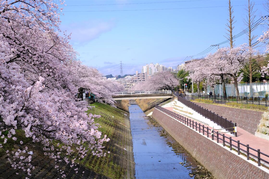 乞田川沿いの桜並木